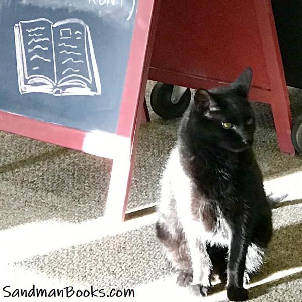 Cat Kitty Kitten Kitty Wan Kenobi Star Wars Fans Sandman Books Punta Gorda Florida Port Charlotte Fort Myers Bookstore Library Sell Books Pet Friendly Vacation