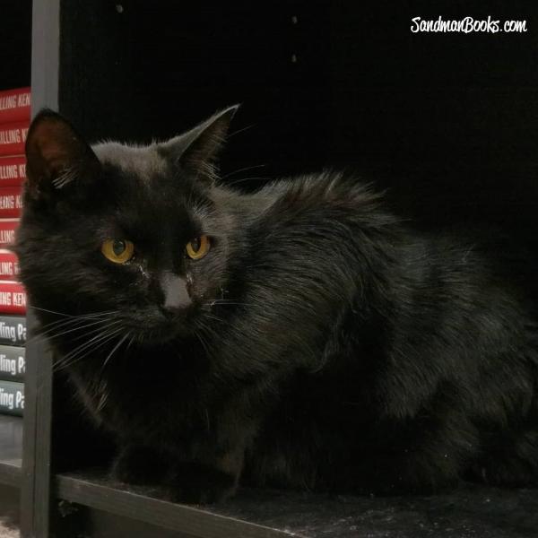 Black Cat Kitten Kitty Wan Kenobi Punta Gorda Florida Sandman Books Pet Friendly Vacation Bookstore Cats Sell Library Cute Pets Adorable Cats Tourism