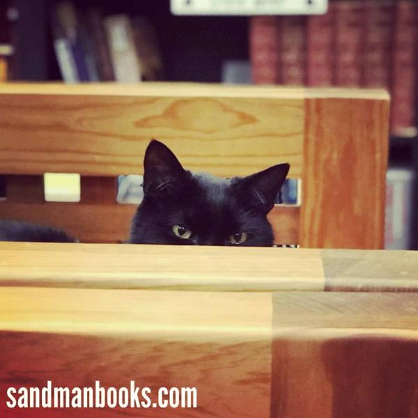 Cat Kitten Kitty Funny Animals Adorable Local Books Bookish Star Wars Book Lovers Animal Lovers Pet Friendly Vacation Tourist Tourism Sandman Books Bookstore Sell Punta Gorda Florida Port Charlotte