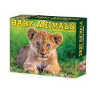 Baby Animals 2025 6.2 X 5.4 Box Calendar By Willow Creek Press Cover Image